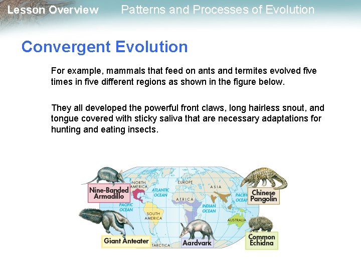 Lesson Overview Patterns and Processes of Evolution Convergent Evolution For example, mammals that feed