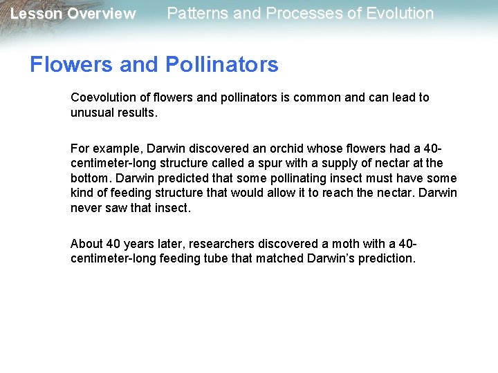 Lesson Overview Patterns and Processes of Evolution Flowers and Pollinators Coevolution of flowers and