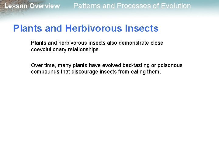 Lesson Overview Patterns and Processes of Evolution Plants and Herbivorous Insects Plants and herbivorous