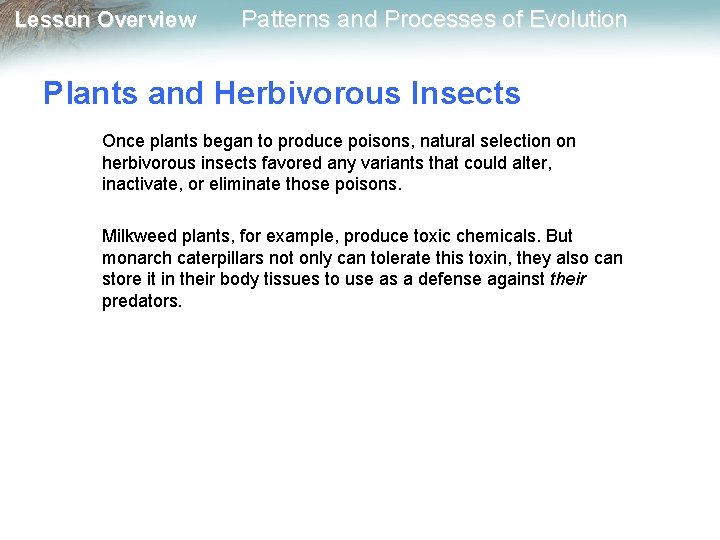 Lesson Overview Patterns and Processes of Evolution Plants and Herbivorous Insects Once plants began