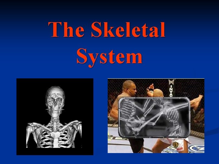 The Skeletal System 