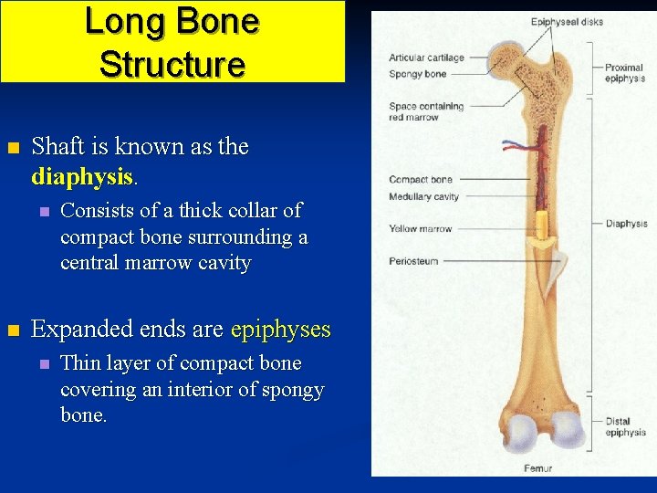 Long Bone Structure n Shaft is known as the diaphysis. n n Consists of