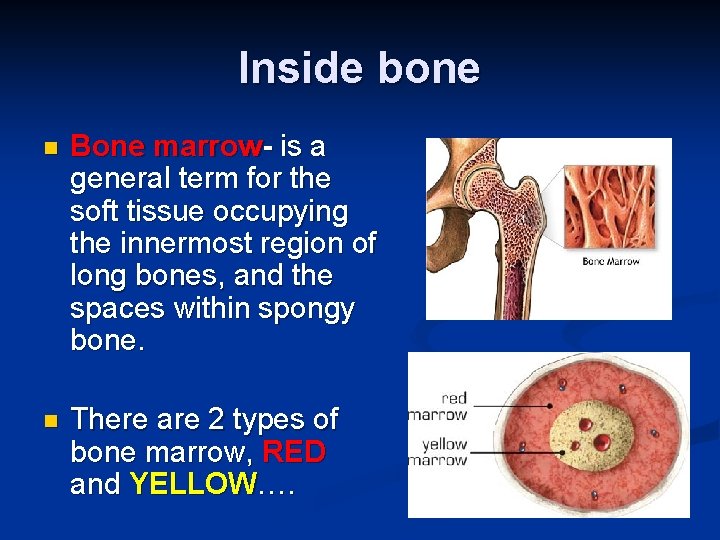 Inside bone n Bone marrow- is a general term for the soft tissue occupying