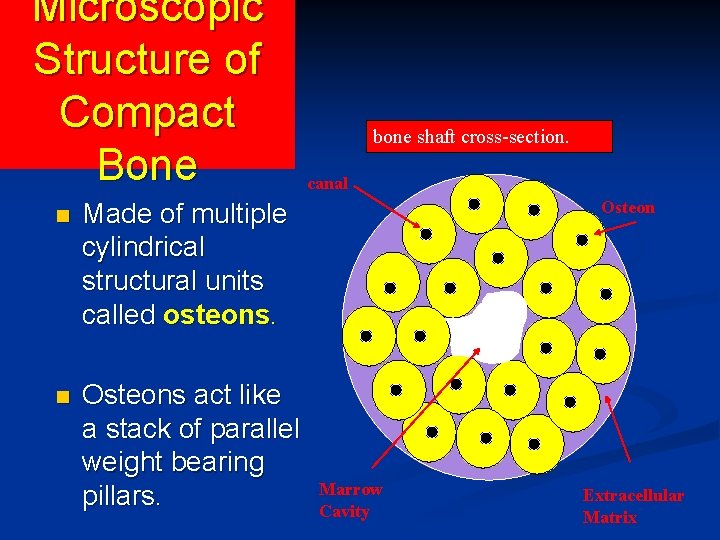 Microscopic Structure of Compact Bone n Made of multiple cylindrical structural units called osteons.