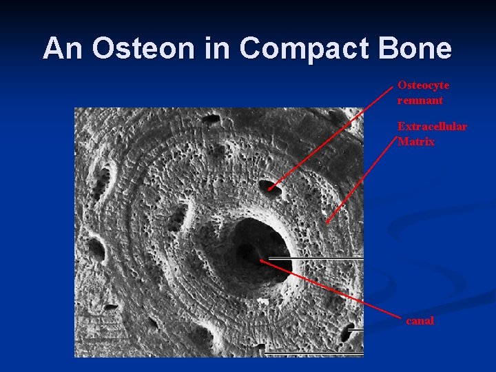 An Osteon in Compact Bone Osteocyte remnant Extracellular Matrix canal 