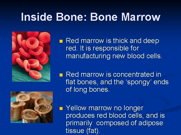 Inside Bone: Bone Marrow n Red marrow is thick and deep red. It is