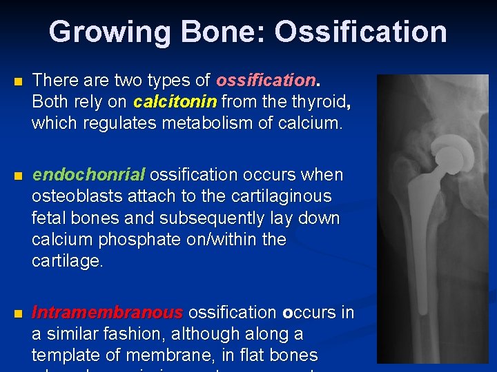 Growing Bone: Ossification n There are two types of ossification. Both rely on calcitonin