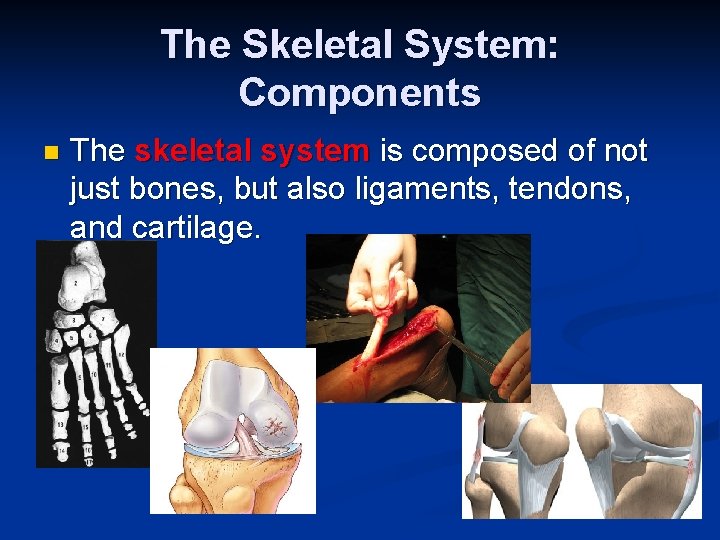 The Skeletal System: Components n The skeletal system is composed of not just bones,