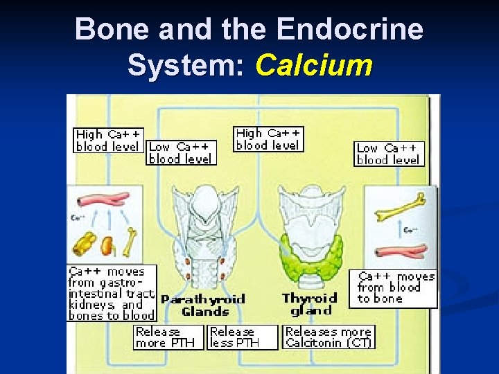 Bone and the Endocrine System: Calcium 