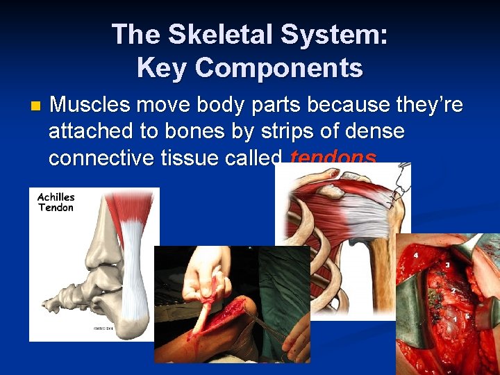 The Skeletal System: Key Components n Muscles move body parts because they’re attached to