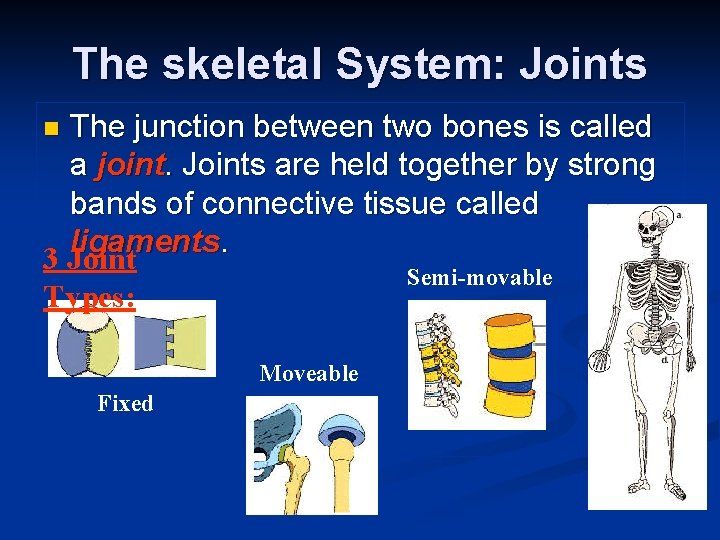 The skeletal System: Joints The junction between two bones is called a joint. Joints