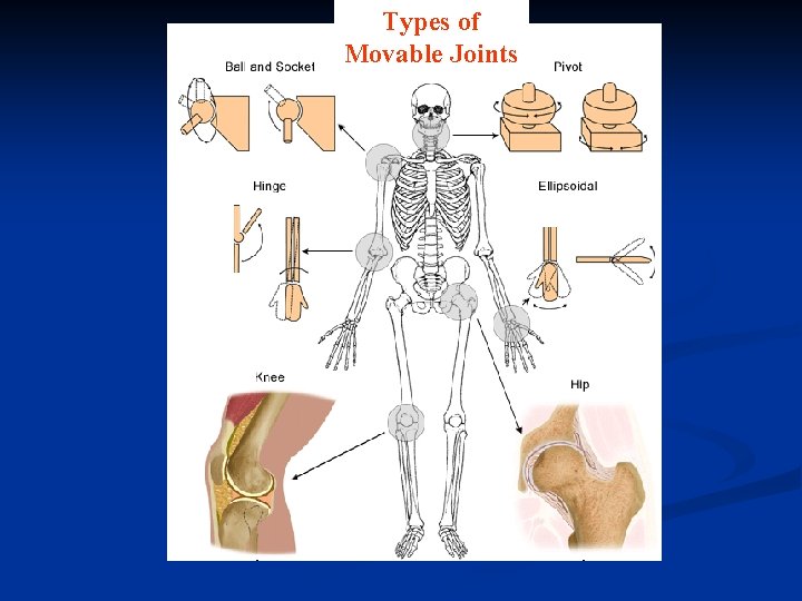 Types of Movable Joints 