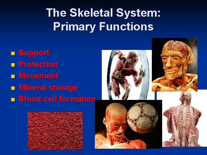 The Skeletal System: Primary Functions n n n Support Protection Movement Mineral storage Blood