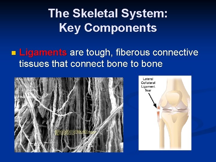 The Skeletal System: Key Components n Ligaments are tough, fiberous connective tissues that connect