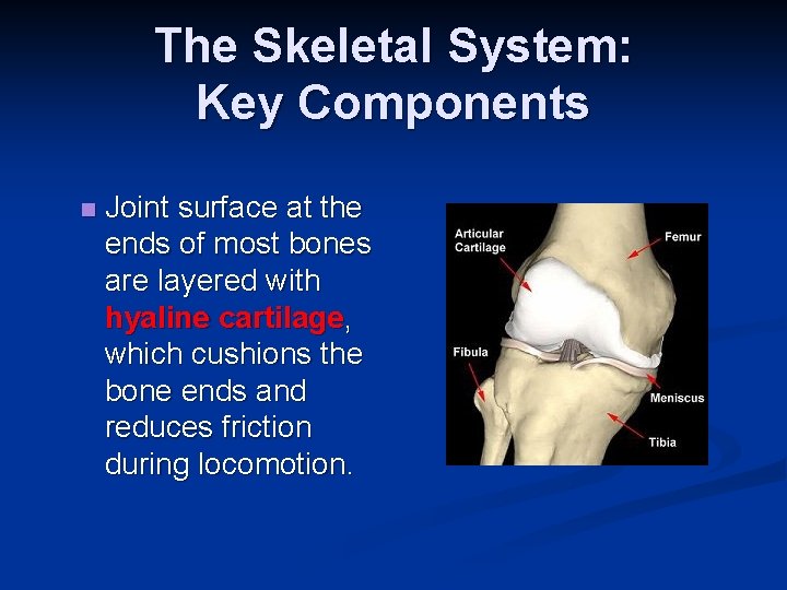 The Skeletal System: Key Components n Joint surface at the ends of most bones