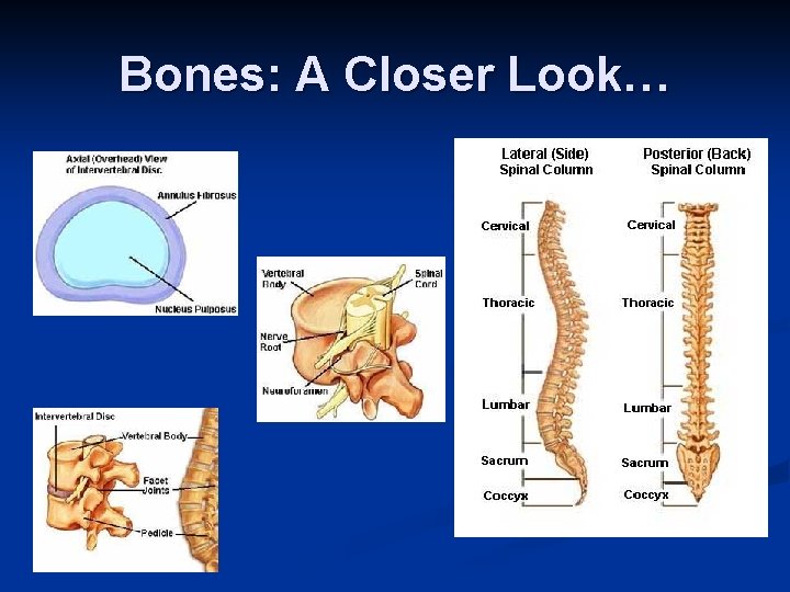 Bones: A Closer Look… 