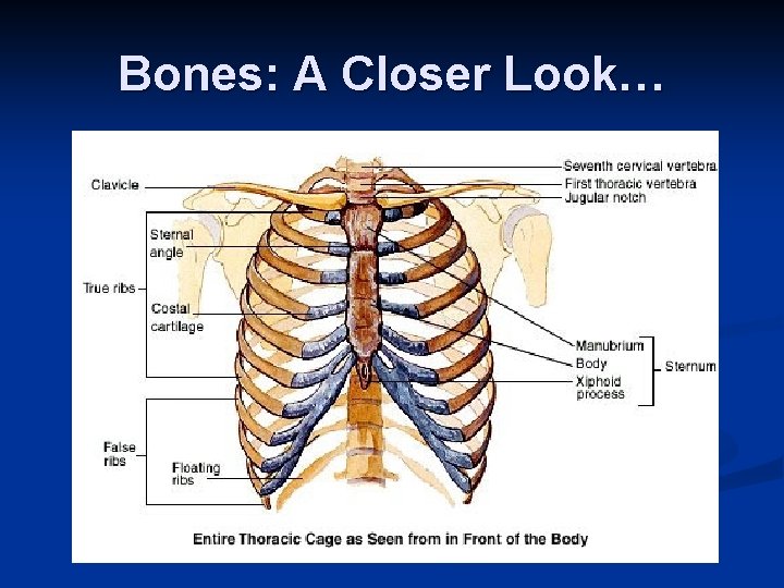 Bones: A Closer Look… 
