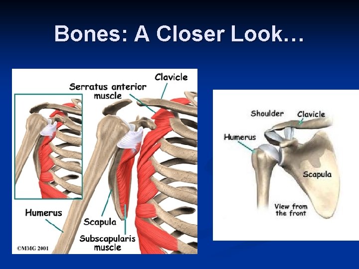 Bones: A Closer Look… 