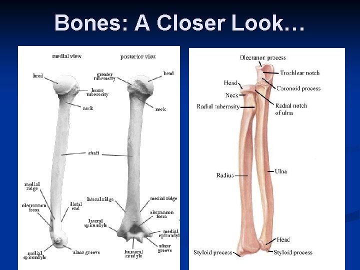 Bones: A Closer Look… 