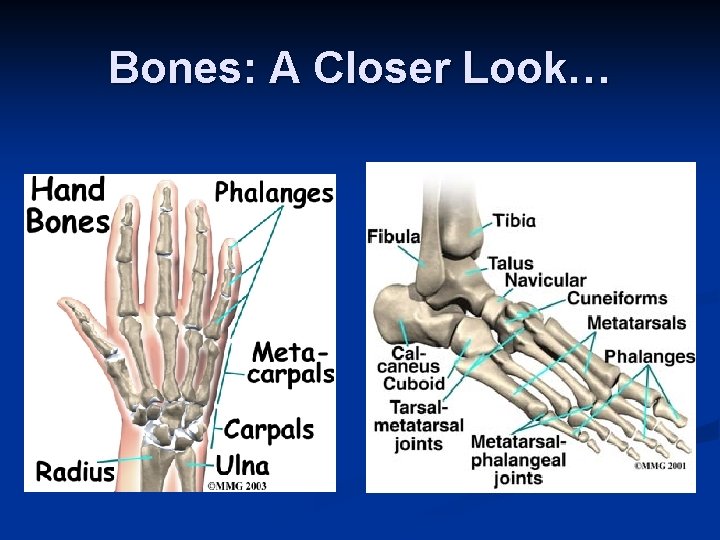 Bones: A Closer Look… 