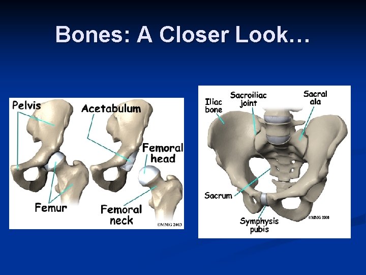 Bones: A Closer Look… 