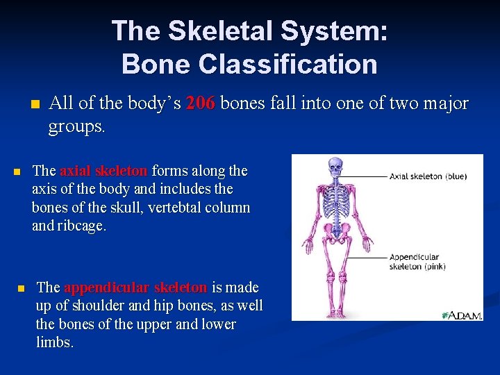 The Skeletal System: Bone Classification n All of the body’s 206 bones fall into