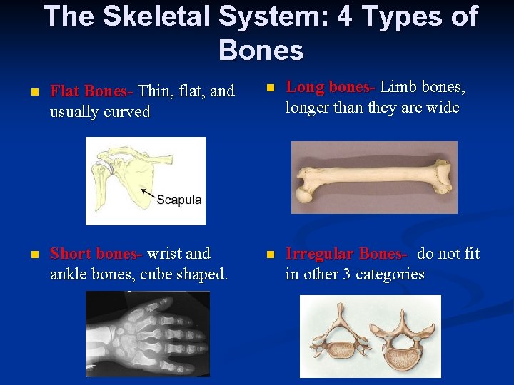 The Skeletal System: 4 Types of Bones n Flat Bones- Thin, flat, and usually