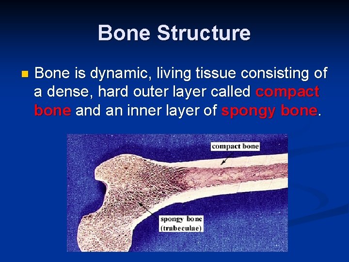 Bone Structure n Bone is dynamic, living tissue consisting of a dense, hard outer