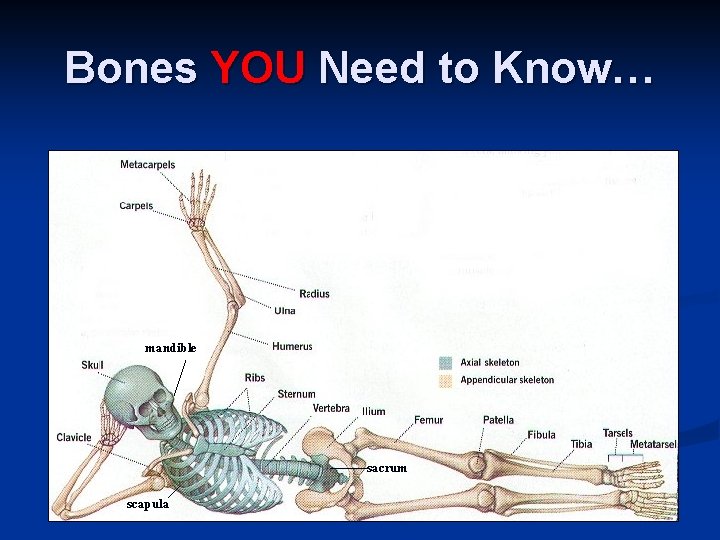 Bones YOU Need to Know… mandible sacrum scapula 