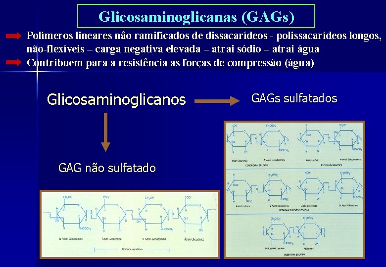 Glicosaminoglicanas (GAGs) Polímeros lineares nâo ramificados de dissacarídeos - polissacarídeos longos, não-flexíveis – carga