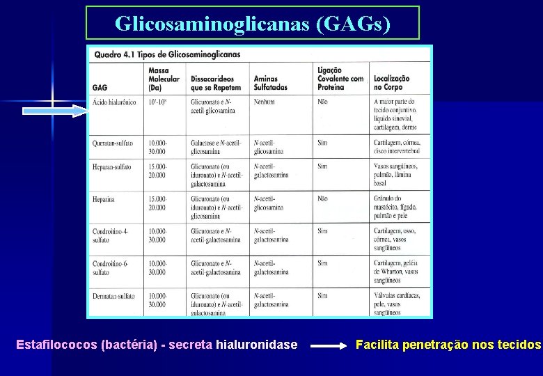 Glicosaminoglicanas (GAGs) Estafilococos (bactéria) - secreta hialuronidase Facilita penetração nos tecidos 