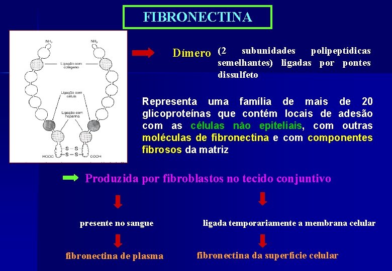 FIBRONECTINA Dímero (2 subunidades polipeptídicas semelhantes) ligadas por pontes dissulfeto Representa uma família de