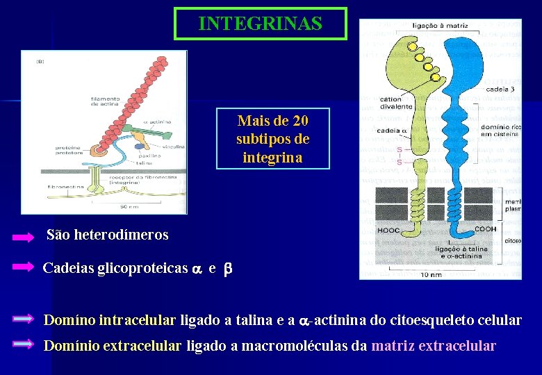 INTEGRINAS Mais de 20 subtipos de integrina São heterodímeros Cadeias glicoproteicas e Domíno intracelular