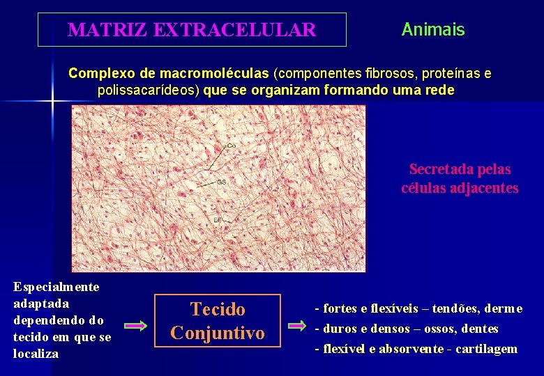 MATRIZ EXTRACELULAR Animais Complexo de macromoléculas (componentes fibrosos, proteínas e polissacarídeos) que se organizam