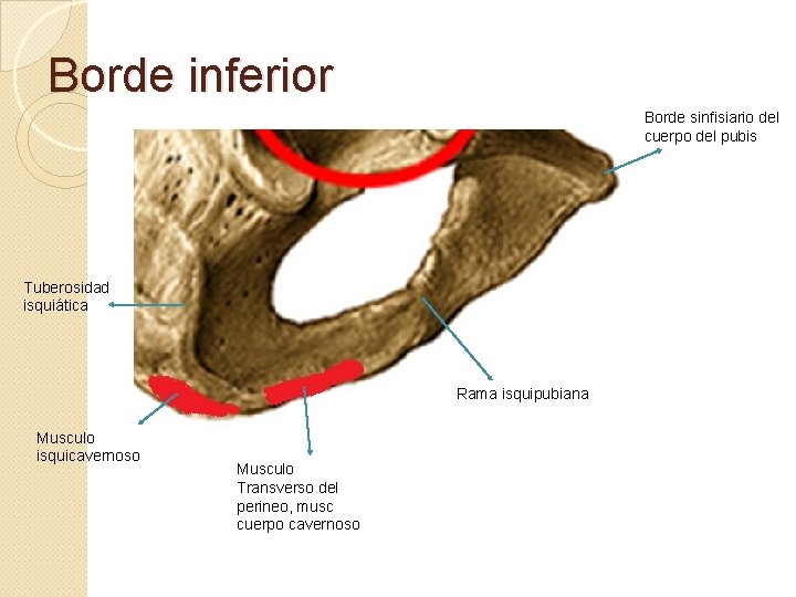 Borde inferior Borde sinfisiario del cuerpo del pubis Tuberosidad isquiática Rama isquipubiana Musculo isquicavernoso