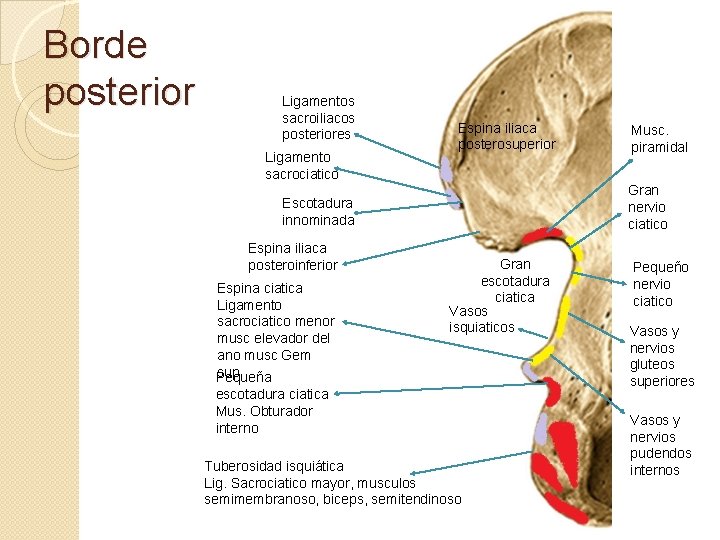 Borde posterior Ligamentos sacroiliacos posteriores Ligamento sacrociatico Espina iliaca posterosuperior Gran nervio ciatico Escotadura