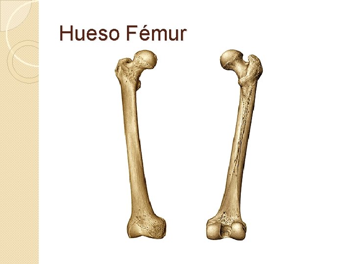 Hueso Fémur 