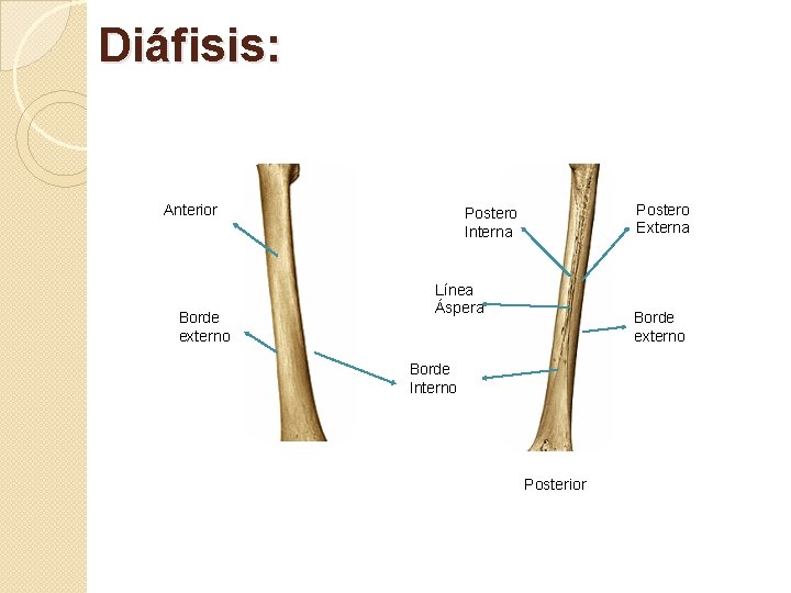 Diáfisis: Anterior Borde externo Postero Externa Postero Interna Línea Áspera Borde externo Borde Interno