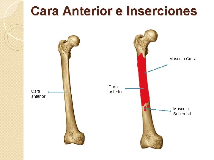Cara Anterior e Inserciones Músculo Crural Cara anterior Músculo Subcrural 