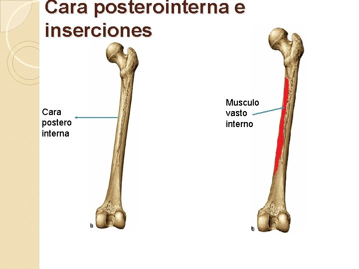 Cara posterointerna e inserciones Cara postero interna Musculo vasto interno 