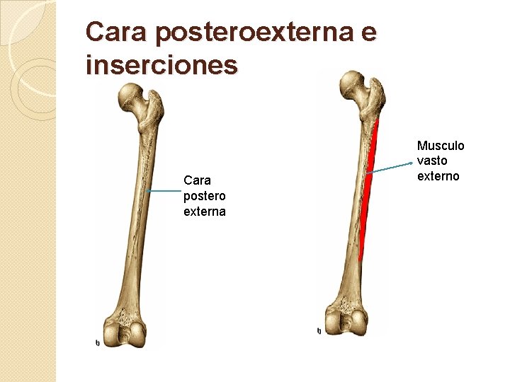 Cara posteroexterna e inserciones Cara postero externa Musculo vasto externo 