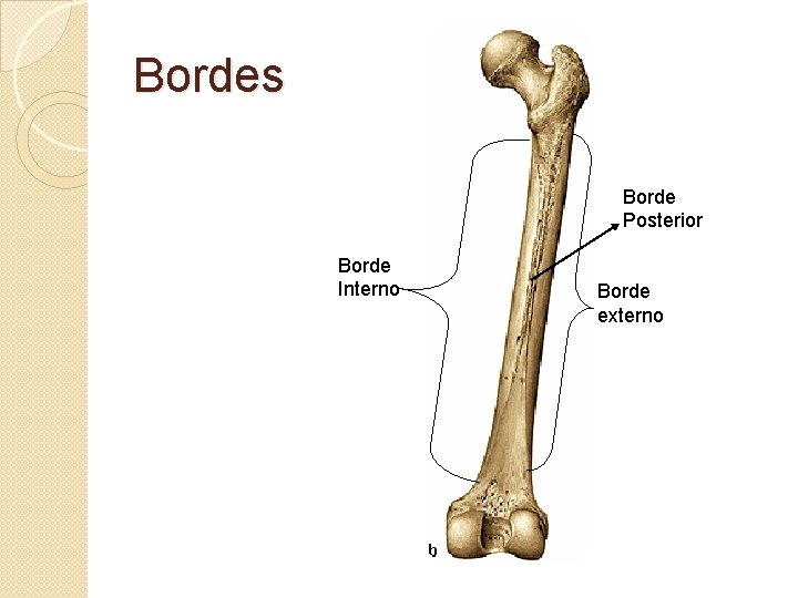 Bordes Borde Posterior Borde Interno Borde externo 
