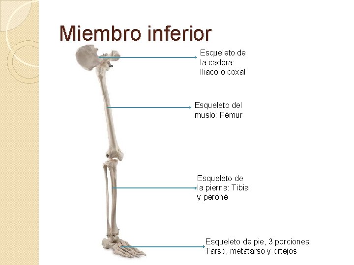 Miembro inferior Esqueleto de la cadera: Iliaco o coxal Esqueleto del muslo: Fémur Esqueleto