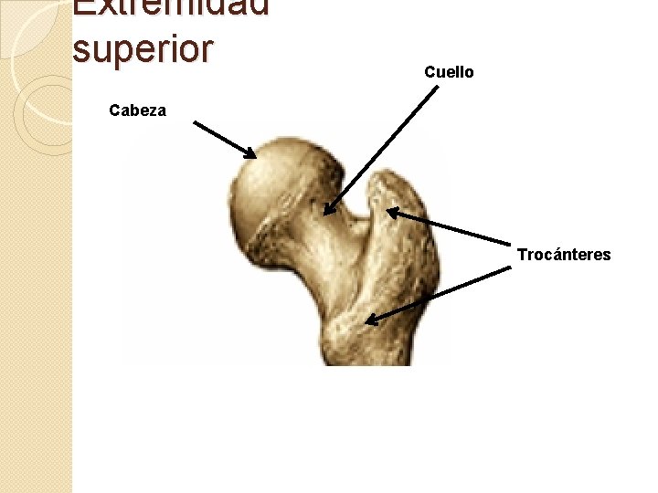 Extremidad superior Cuello Cabeza Trocánteres 