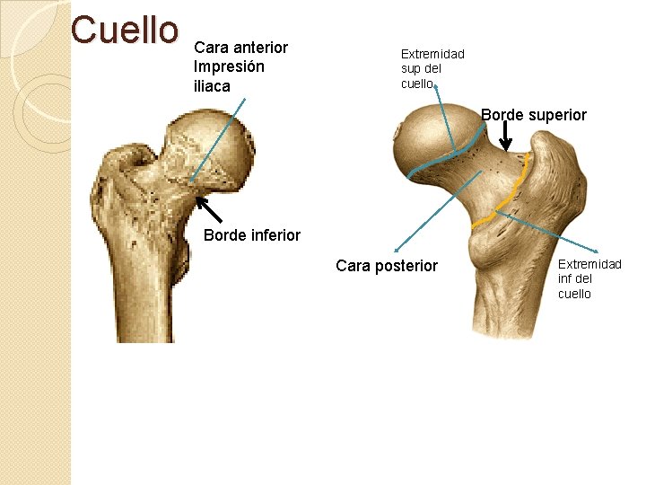 Cuello Cara anterior Impresión iliaca Extremidad sup del cuello Borde superior Borde inferior Cara