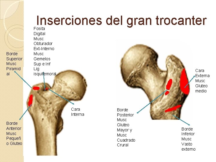 Inserciones del gran trocanter Borde Superior Musc Piramid al Fosita Digital Musc Obturador Ext-Interno