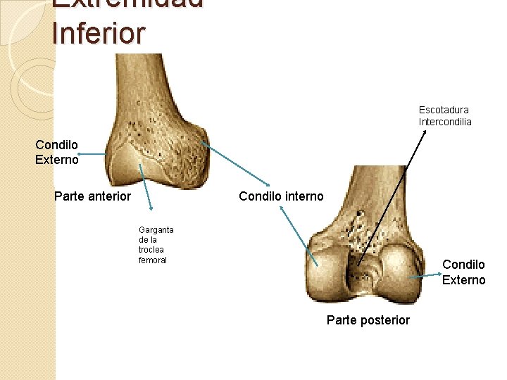 Extremidad Inferior Escotadura Intercondilia Condilo Externo Parte anterior Condilo interno Garganta de la troclea