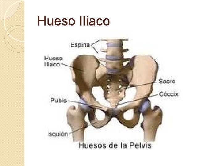Hueso Iliaco 