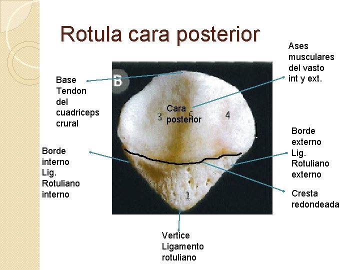 Rotula cara posterior Base Tendon del cuadriceps crural Ases musculares del vasto int y