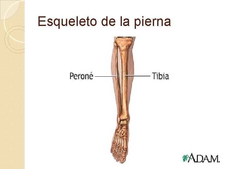 Esqueleto de la pierna 
